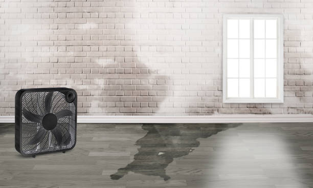 Best Basement Water Damage Restoration in Cascade, IA